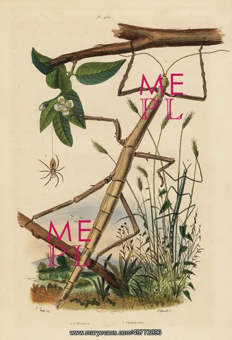 : Stick insects or phasmids and wandering crab spider : Stick insects or phasmids and wandering crab spider