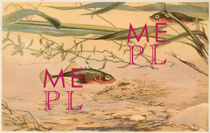 : A STICKLEBACK / 1869 : A STICKLEBACK / 1869