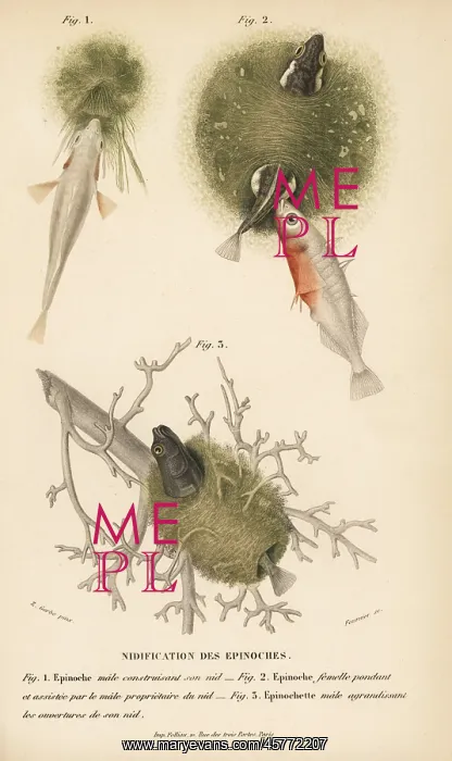 : Sticklebacks and their nests : Sticklebacks and their nests