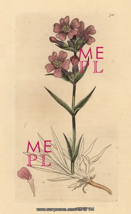 : Sticky catchfly, Silene viscaria : Sticky catchfly, Silene viscaria