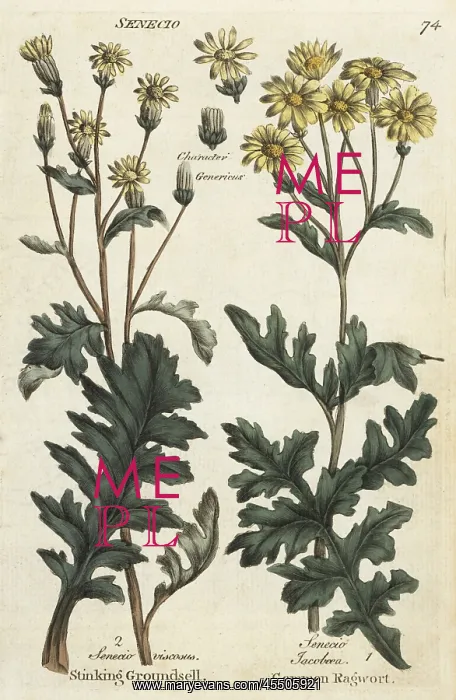 : Sticky groundsel, Senecio viscosus, and ragwort : Sticky groundsel, Senecio viscosus, and ragwort