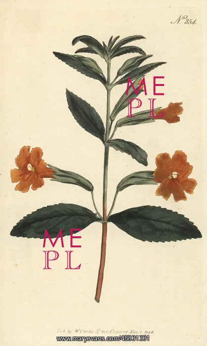 : Sticky monkey-flower, Diplacus aurantiacus : Sticky monkey-flower, Diplacus aurantiacus