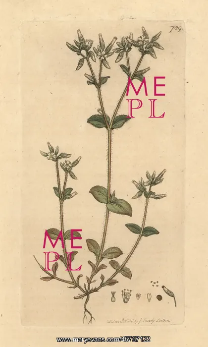 : Sticky mouse-ear chickweed, Cerastium glomeratum : Sticky mouse-ear chickweed, Cerastium glomeratum