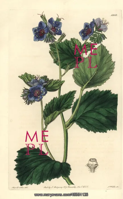 : Sticky phacelia, Phacelia viscida : Sticky phacelia, Phacelia viscida