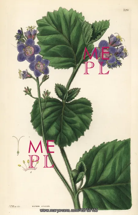 : Sticky phacelia, Phacelia viscida : Sticky phacelia, Phacelia viscida