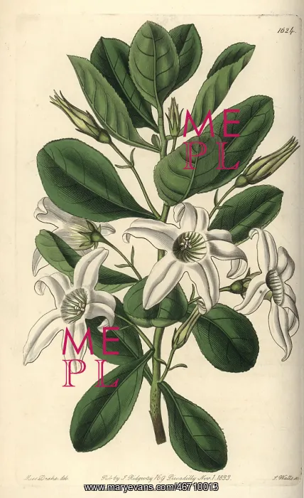 : Sticky tailflower or clammy anthocercis, Anthocercis : Sticky tailflower or clammy anthocercis, Anthocercis