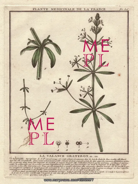 : Stickyweed, Galium aparine : Stickyweed, Galium aparine