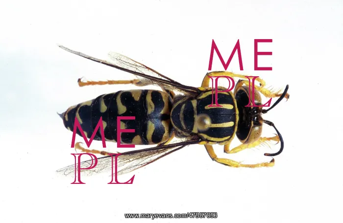 : Stictia signata, sand wasp : Stictia signata, sand wasp