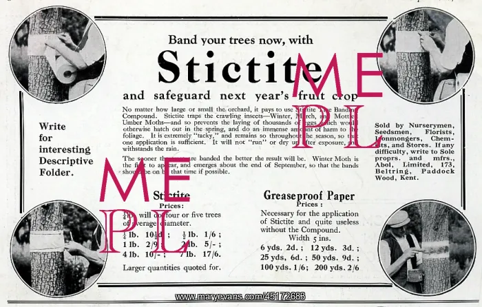 : Stictite Advertisement : Stictite Advertisement