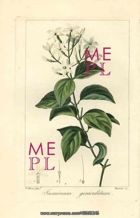 : Stiff jasmine, Jasminum simplicifolium subsp Australiense : Stiff jasmine, Jasminum simplicifolium subsp Australiense