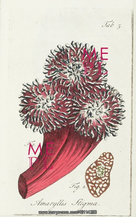 : Stigma of an amaryllis : Stigma of an amaryllis