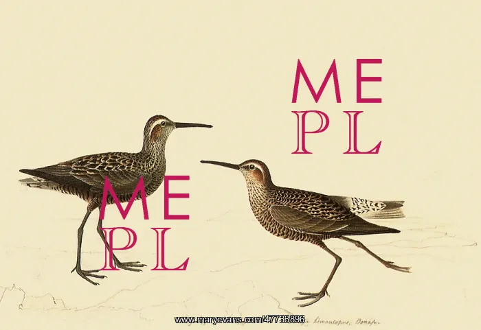 : Stilt Sandpiper : Stilt Sandpiper