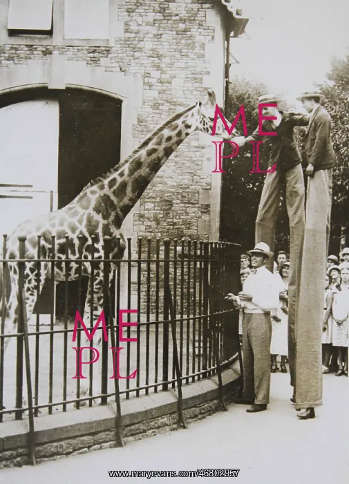 : Stilt walkers feed a giraffe : Stilt walkers feed a giraffe