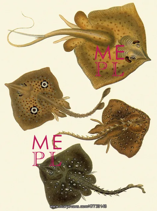  : Sting Rays