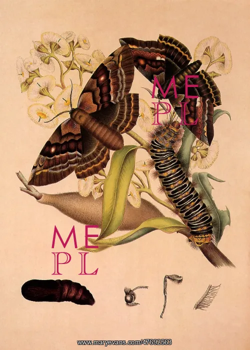 : Stinging Map-Moth : Stinging Map-Moth