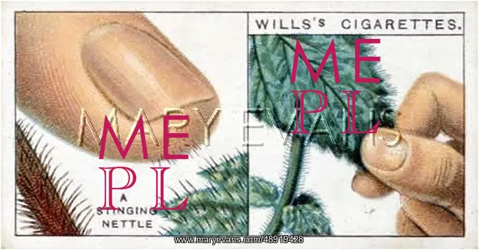 : STINGING NETTLE 1926 : STINGING NETTLE 1926
