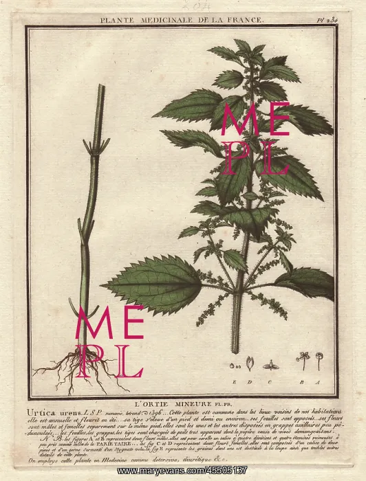 : Stinging nettle, Urtica arvens : Stinging nettle, Urtica arvens