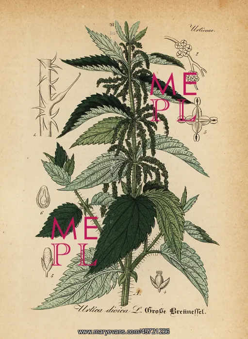 : Stinging nettle, Urtica dioica : Stinging nettle, Urtica dioica