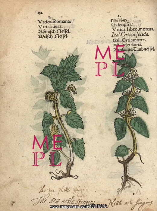 : Stinging nettle, Urtica dioica, and hemp nettle : Stinging nettle, Urtica dioica, and hemp nettle