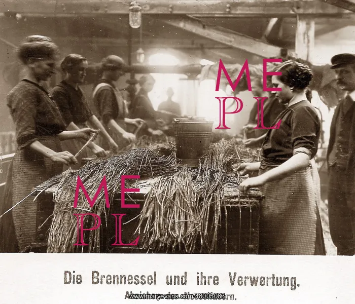 : Stinging nettles used as raw material during WW1 : Stinging nettles used as raw material during WW1