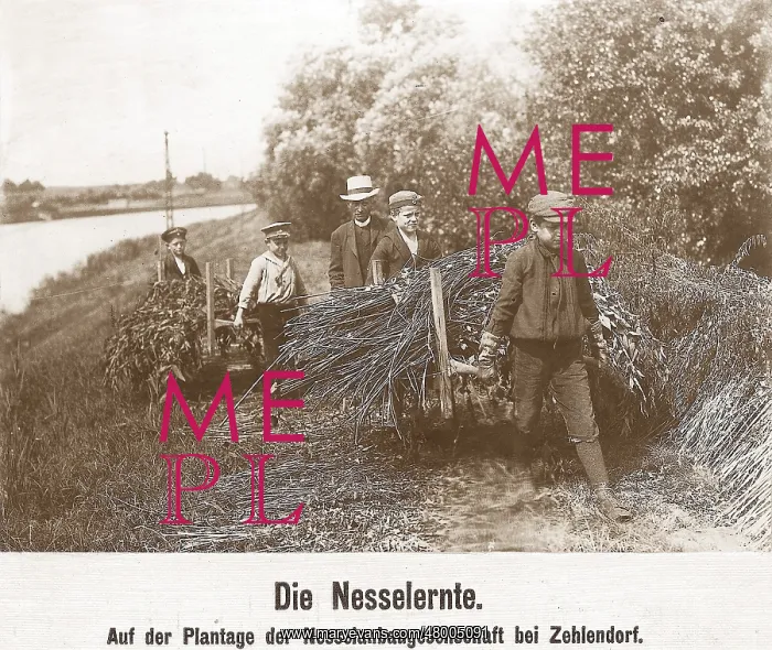 : Stinging nettles used as raw material during WW1 : Stinging nettles used as raw material during WW1