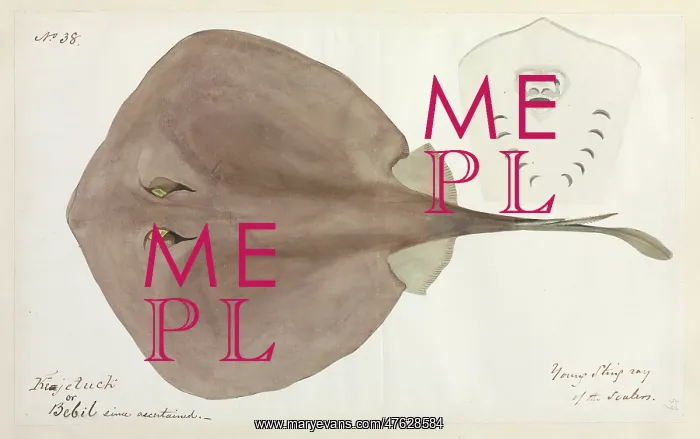 : Stingray illustration : Stingray illustration