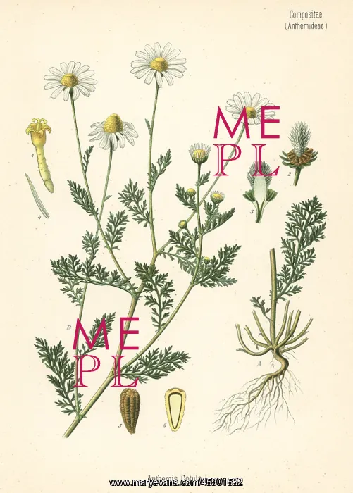 : Stinking chamomile, Anthemis cotula : Stinking chamomile, Anthemis cotula