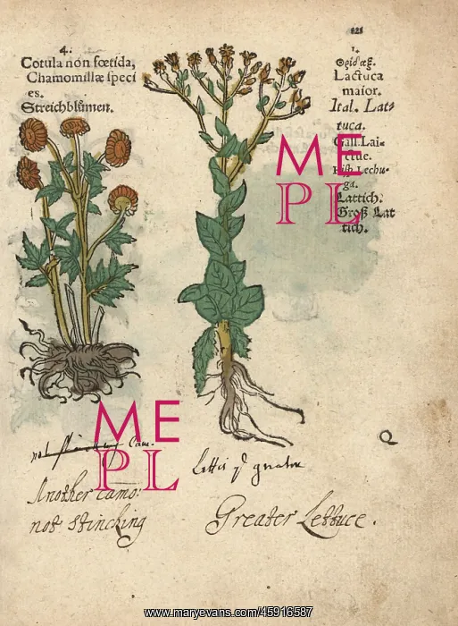 : Stinking chamomile, Anthemis cotula, and wild : Stinking chamomile, Anthemis cotula, and wild