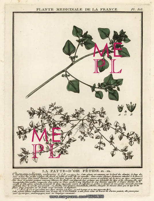 : Stinking goosefoot, Chenopodium vulvaria : Stinking goosefoot, Chenopodium vulvaria