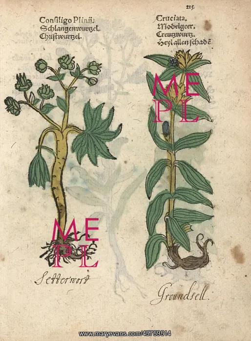 : Stinking hellebore, Helleborus foetidus, and : Stinking hellebore, Helleborus foetidus, and