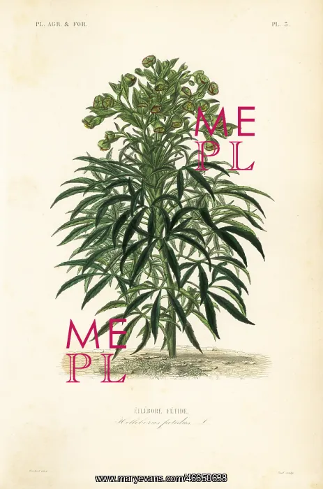 : Stinking hellebore, Helleborus foetidus : Stinking hellebore, Helleborus foetidus