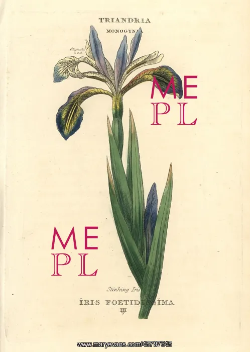 : Stinking iris, Iris foetidissima : Stinking iris, Iris foetidissima