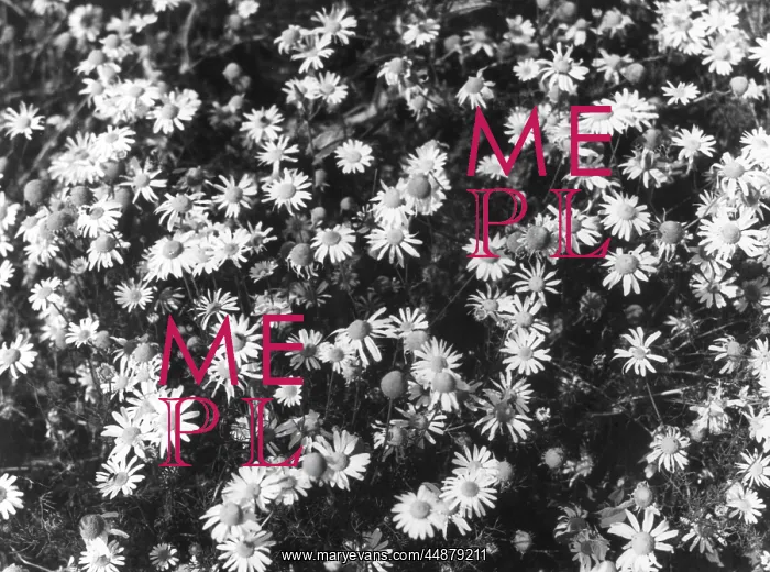 : STINKING MAYWEED : STINKING MAYWEED