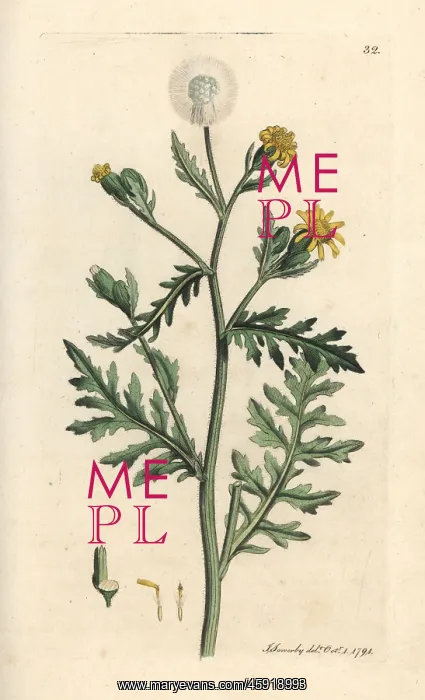 : Stinking or sticky groundsel, Senecio viscosus : Stinking or sticky groundsel, Senecio viscosus