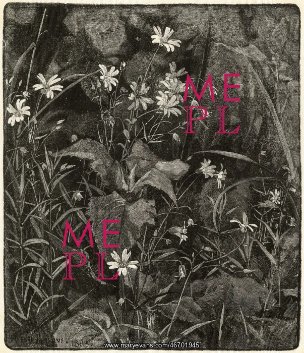 : Stitchwort by Alfred Parsons : Stitchwort by Alfred Parsons