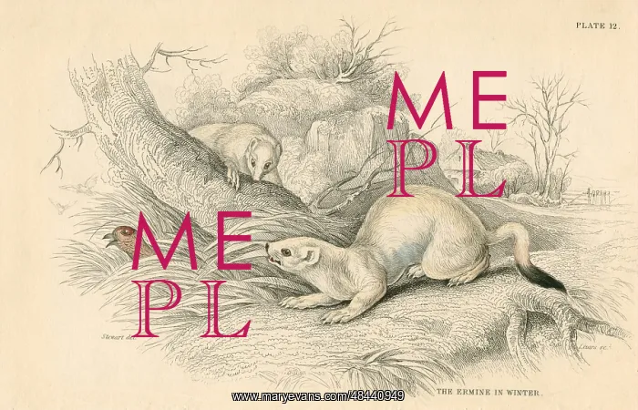 : Stoat (Mustela erminea), member of the Weasel : Stoat (Mustela erminea), member of the Weasel