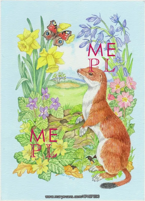 : Stoat and Peacock Butterfly with spring flowers : Stoat and Peacock Butterfly with spring flowers