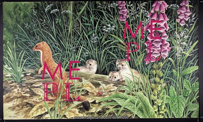  : Stoats by David Parry