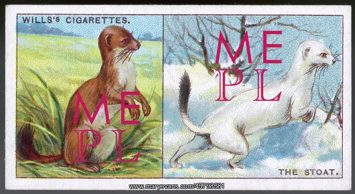  : STOATS IN COATS 1922