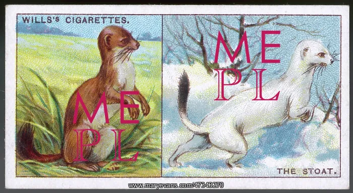 : STOATS IN COATS 1922 : STOATS IN COATS 1922