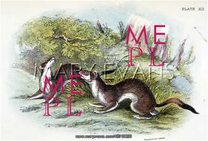  : STOATS IN SUMMER 19C