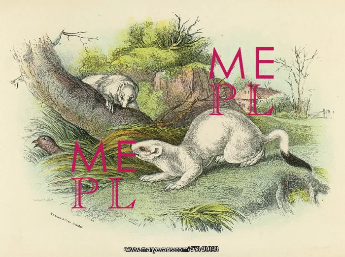  : STOATS IN WINTER 19C