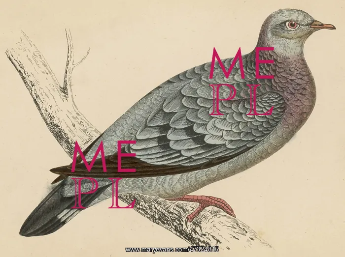 : STOCK DOVE : STOCK DOVE