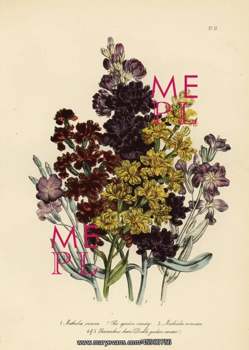 : Stock or Matthiola species : Stock or Matthiola species
