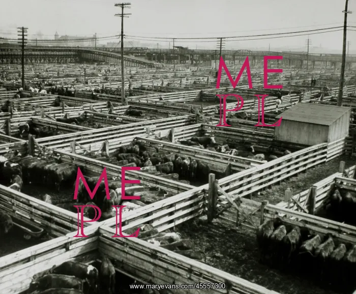 : Stockyards, Chicago, Illinois : Stockyards, Chicago, Illinois