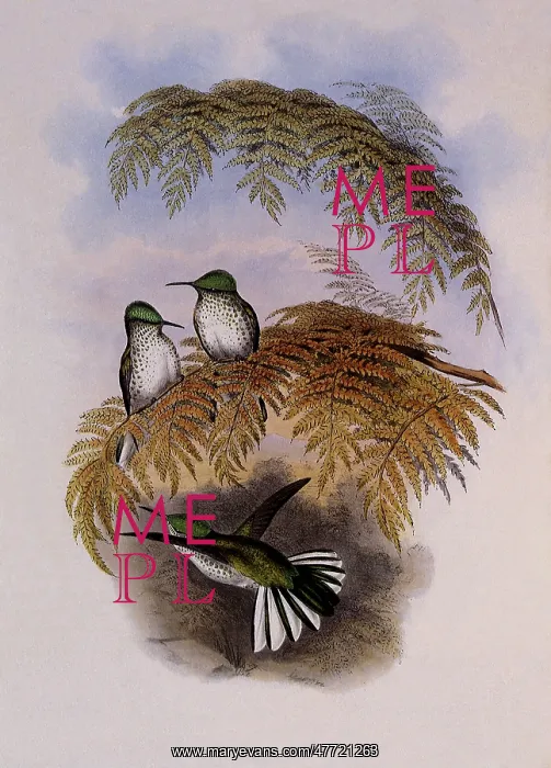 : Stokes Hummingbird, Eustephanus Stokesi : Stokes Hummingbird, Eustephanus Stokesi