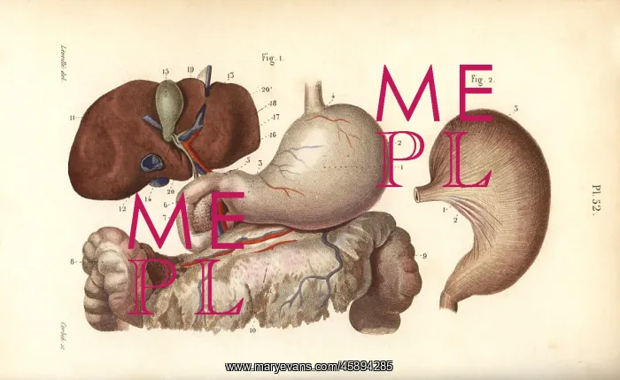 : Stomach, duodenum and liver : Stomach, duodenum and liver