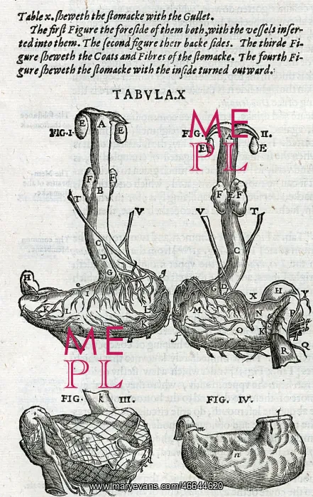 : The stomach and the gullet with blood supply : The stomach and the gullet with blood supply