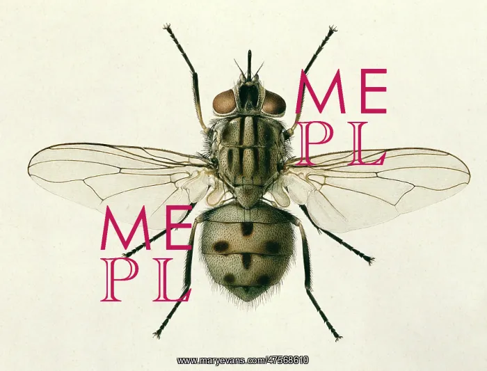 : Stomoxys calcitrans, stable fly : Stomoxys calcitrans, stable fly