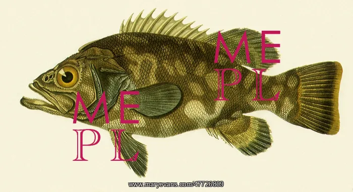  : Stone Bass, Polyprion americanus